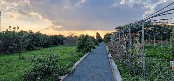 garden path among greenery at sunset in a park in Cyprus