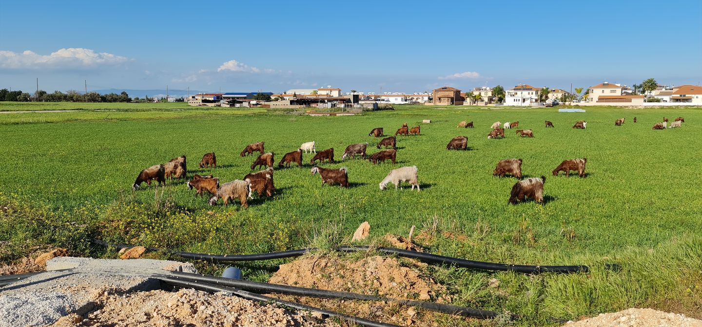 herd of goats grazing on a green meadow in a Cypriot village