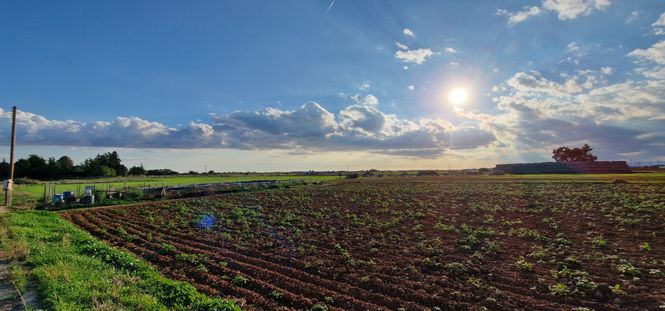 expansive Cypriot farmland with crops at sunset